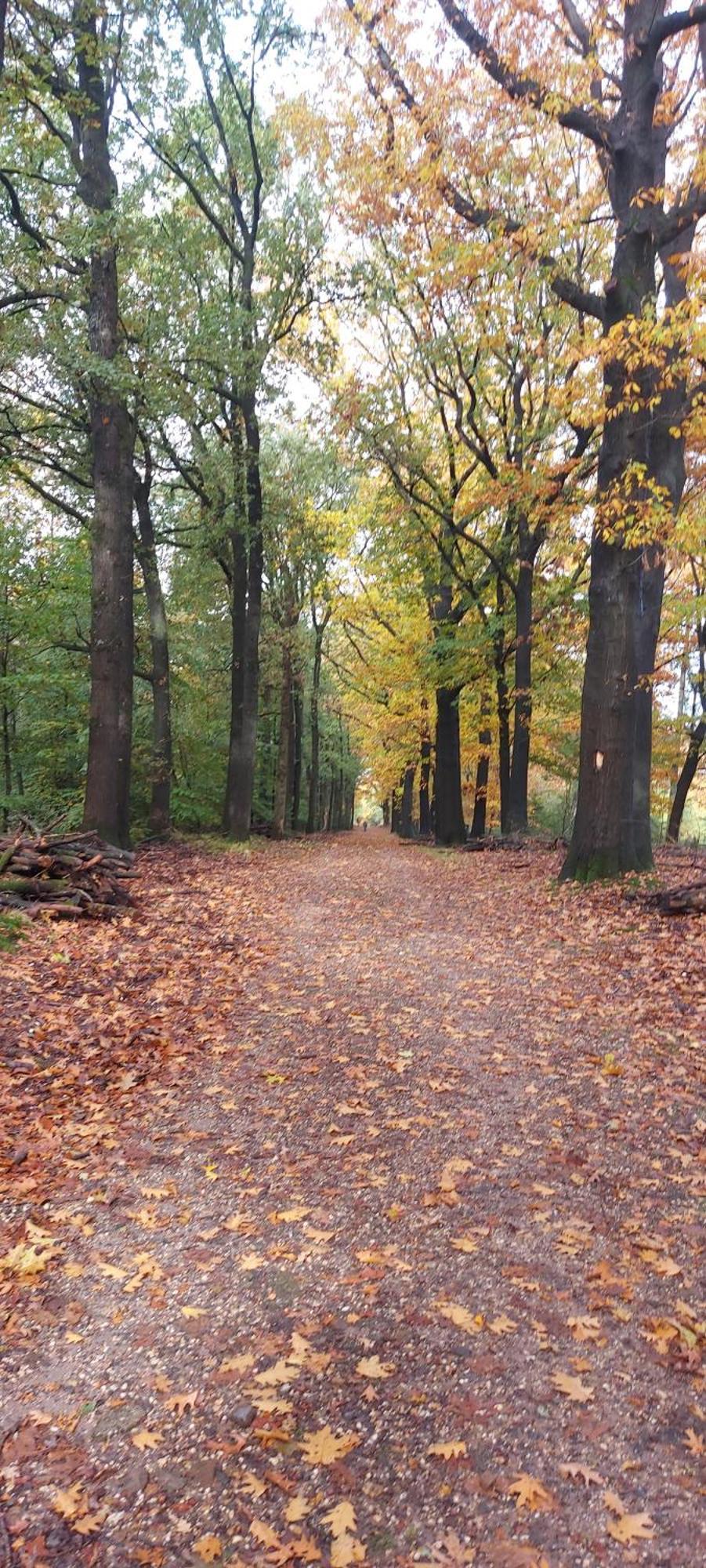 فيلا Chalet Wanama. Gelegen Op Het Vakantiepark Het Lierderholt Op De Veluwe. بيكبيرخين المظهر الخارجي الصورة
