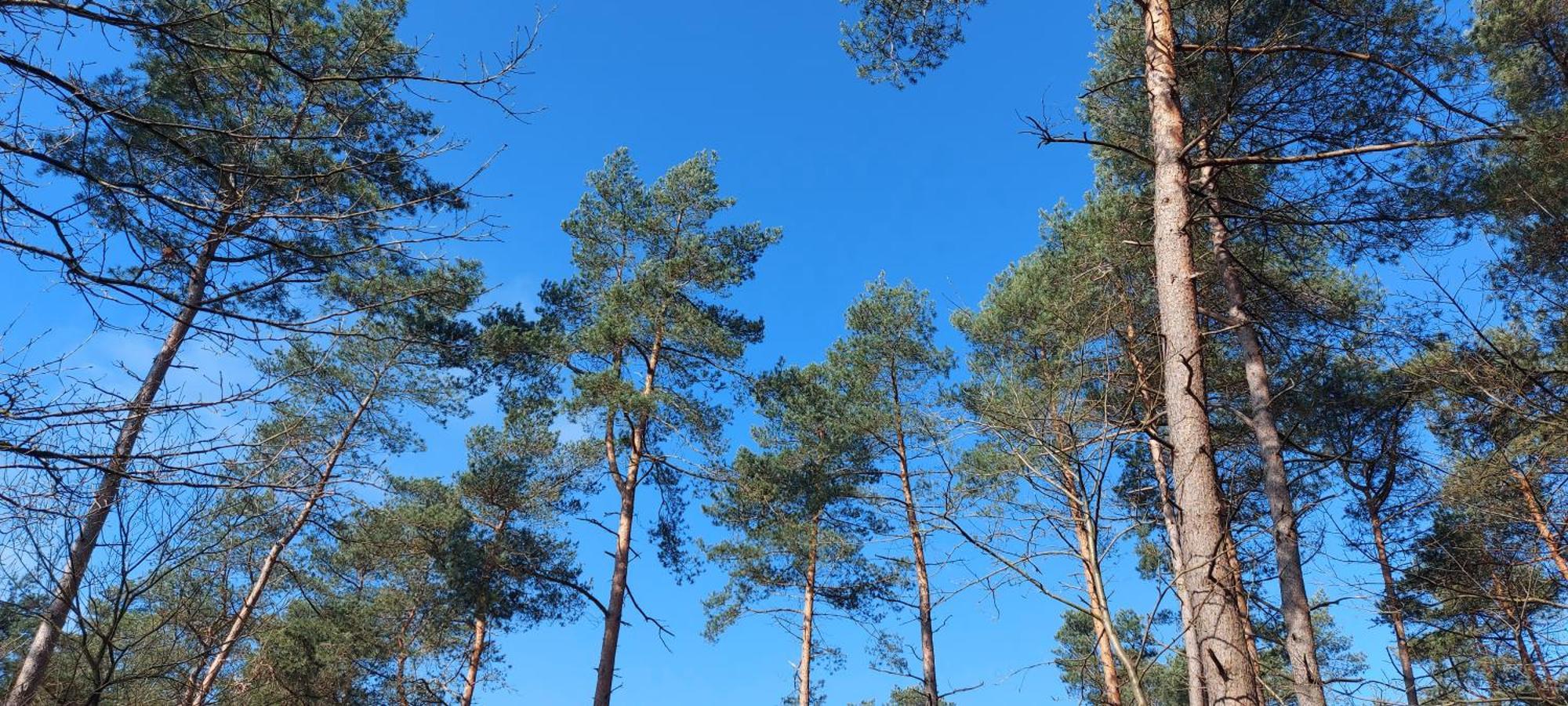 فيلا Chalet Wanama. Gelegen Op Het Vakantiepark Het Lierderholt Op De Veluwe. بيكبيرخين المظهر الخارجي الصورة